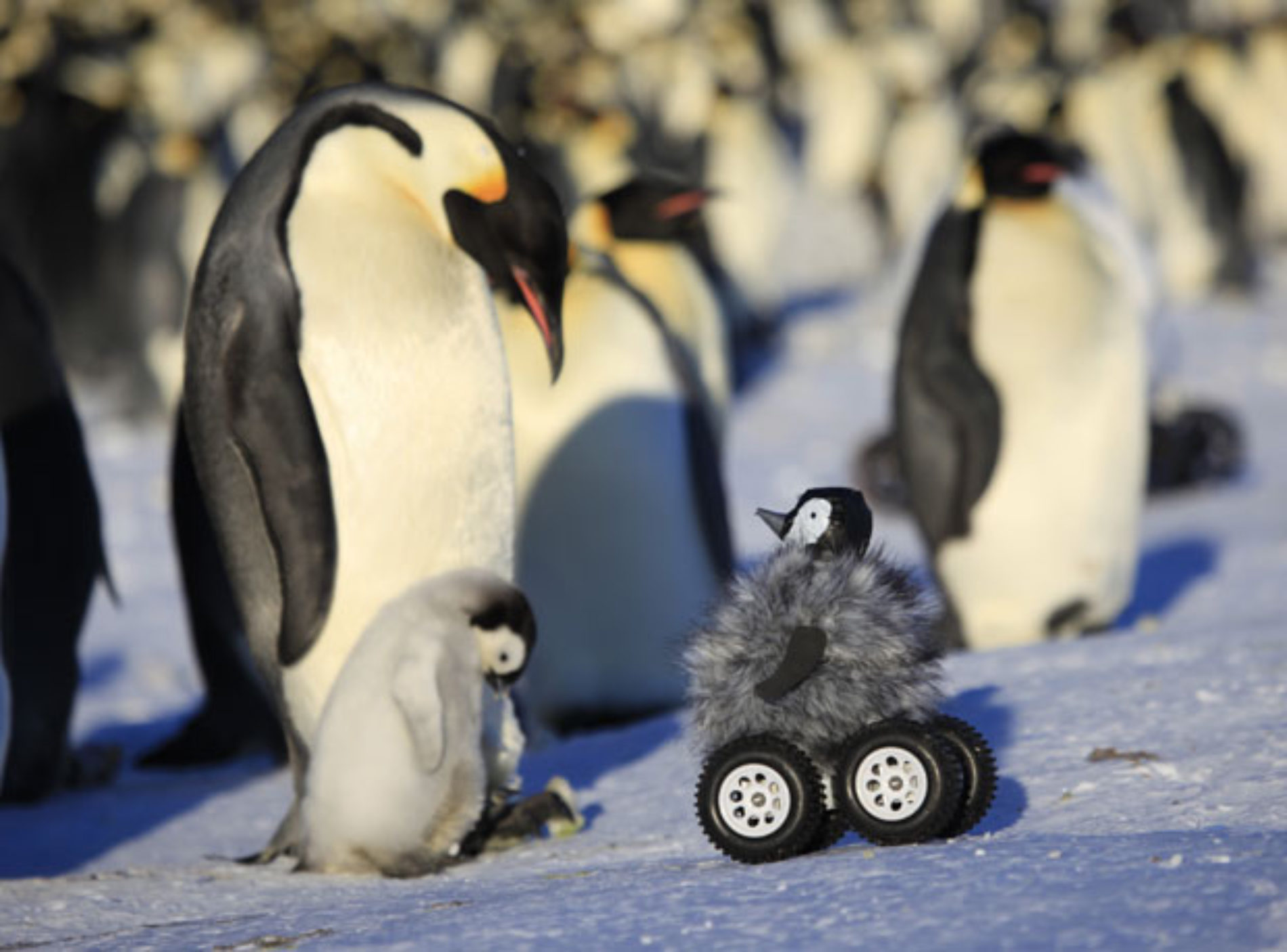 Fluffy Little Rovers Are an Effective, Adorable Way of Monitoring Penguins
