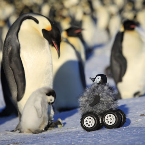 Fluffy Little Rovers Are an Effective, Adorable Way of Monitoring Penguins